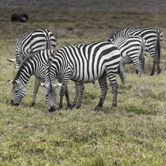 Fototapeta na wymiar Zebras in Ngorongoro conservation area, Tanzania