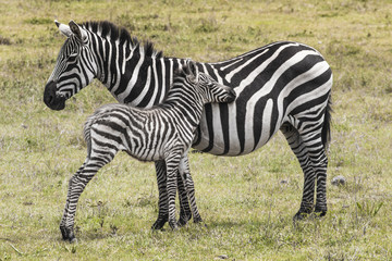 Fototapeta na wymiar Zebras in Ngorongoro conservation area, Tanzania
