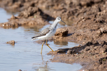 Marsh Sandpiper (Tringa stagnatilis)