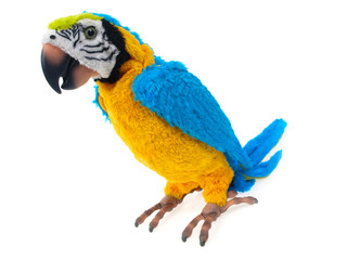Toy parrot isolated on white background