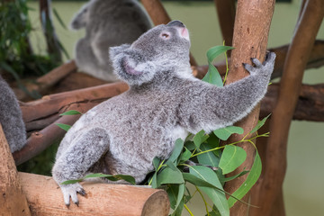 Baby koala climbing a tree