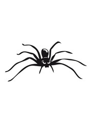 Spider insect horror hallween