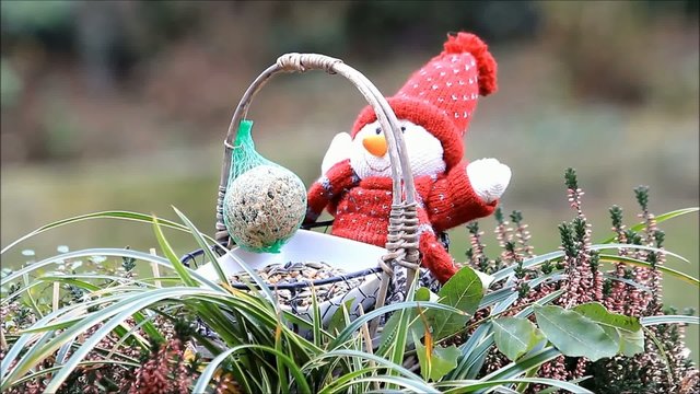 Meisen picken Futter aus Korb mit Puppe, winter 