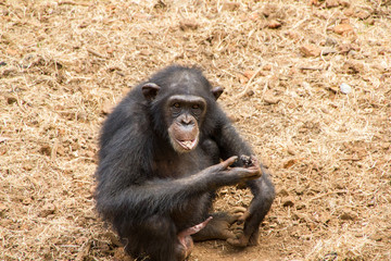 Schimpansen in Sierra Leone