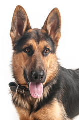 Shepherd on a white background