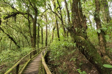 Moss and wooden footpath