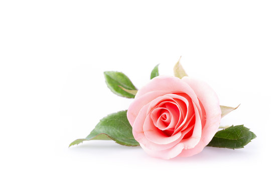 pink rose flower on white background