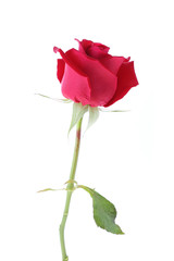 Obraz premium red rose flower isolated on white background