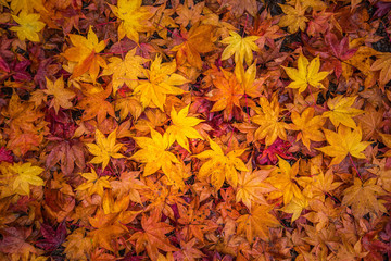 Naklejka na ściany i meble Fall leaves indicating the seasonal change in Japan.