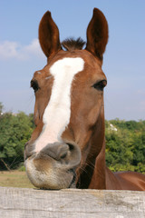 Young horse chewing fence at farm summertime funny scene
