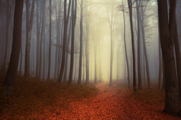 Trail in beautiful foggy forest