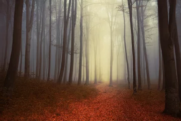 Gordijnen Trail in prachtig mistig bos © bonciutoma