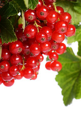 Red currant isolated on white background
