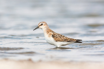 Little stint