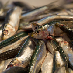Fototapeta premium small fishes