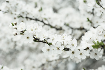Apricot tree flower