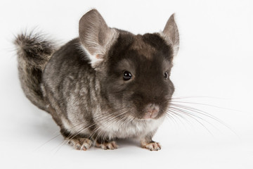 Obraz premium Silver Chinchilla