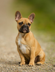 Young French Bulldog