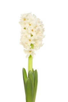 White Hyacinth