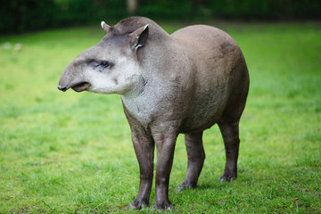 Tapir in zoo - obrazy, fototapety, plakaty