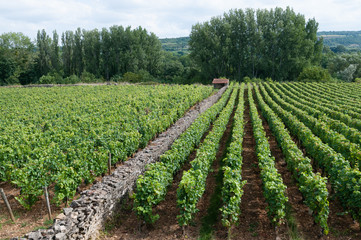 Fototapeta na wymiar Clos dans le vignoble de Santenay