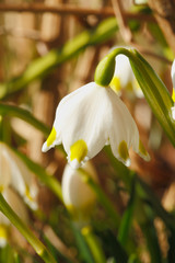 Obraz premium Blühende Märzbecher