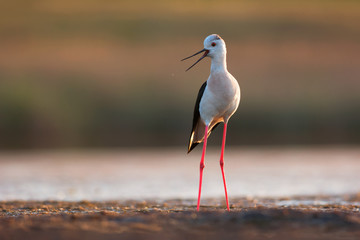 Black-winged Stilt