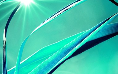 Blatt in der Sonne blau grün