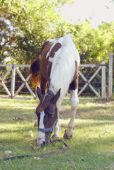 caballos