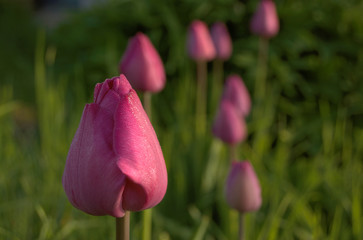 tulipani rosa