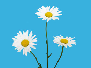 Flower white chamomile daisies on blue sky background