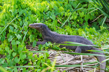 Water monitor