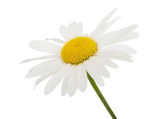 Fleur de camomille marguerite blanche sur fond blanc