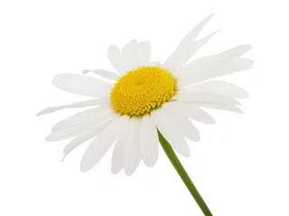 Abwaschbare Fototapete Gänseblümchen Weiße Gänseblümchen-Kamillenblüte auf weißem Hintergrund