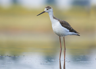 Juvenile Black-winged Stilt