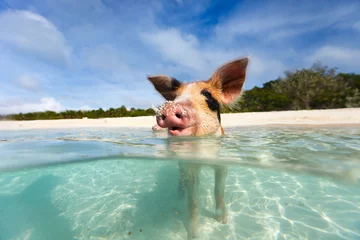 Foto op Plexiglas Swimming pigs of Exumas © BlueOrange Studio