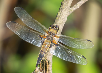 Dragonfly on a branch