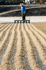worker drying green coffee beans