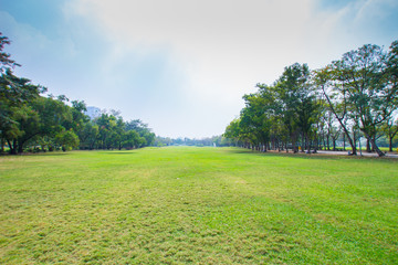 Green field lined by trees on clear day