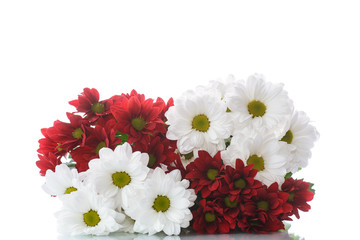 Obraz na płótnie Canvas red and white chrysanthemums
