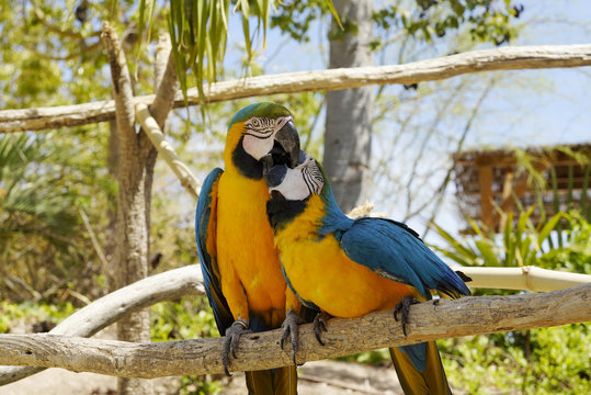 papagayos
