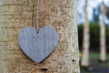love heart  tree trunk background texture