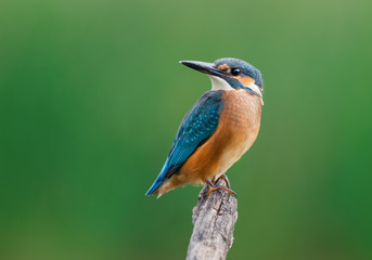 Common Kingfisher