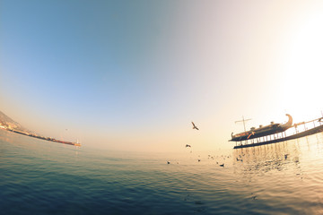 Birds fly over sea water at sunset