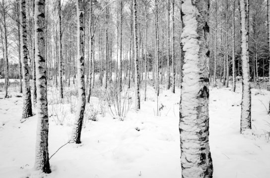 Birch tree forest in winter