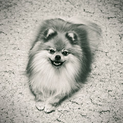 Pet dog breed Spitz lying on the floor