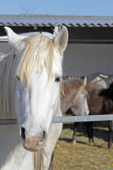 Obraz premium Cheval Camargue