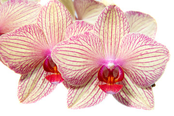 Orchidaceae Phalaenopsis