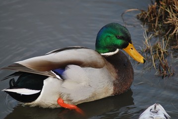 Fototapeta premium Erpel