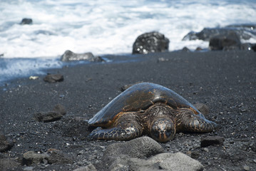 Turtle Crawling on Shore, Hawaii